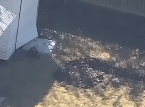 Special Needs Son Found Buried in Backyard: Parents Charged - Loyal ...